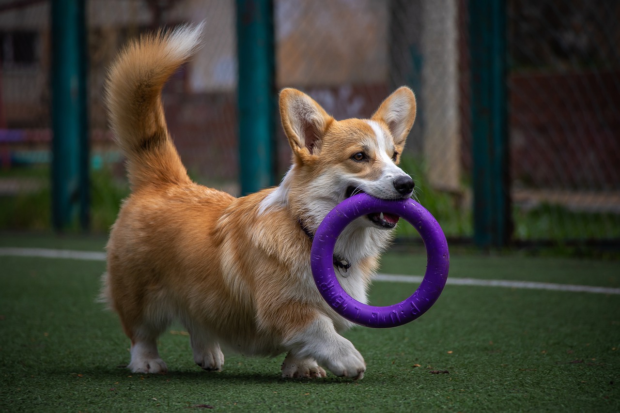 Boldog kutyajátékok! Boldog egészséges életet!