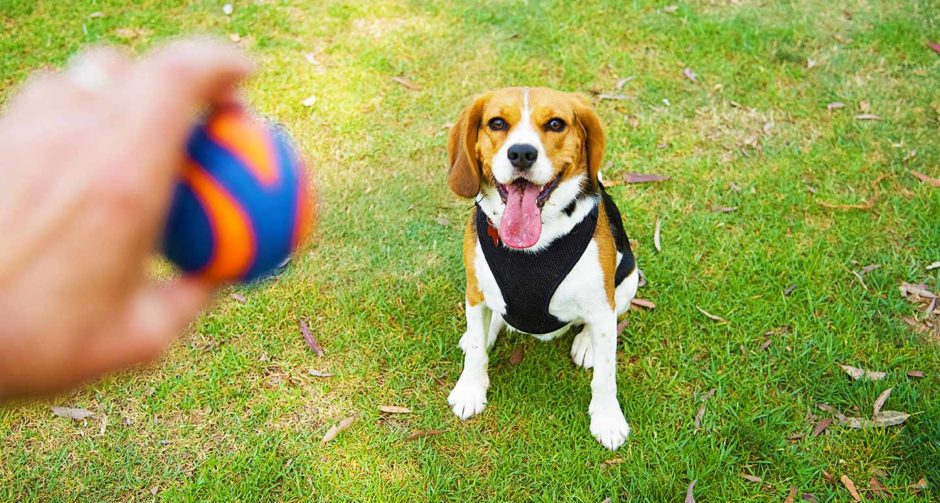 Háziállatok boldoggá tétele: A kisállatjátékok gyártásának színes odüsszeája